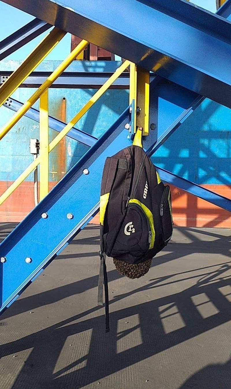 ...pčele su počele graditi gnijezdo.