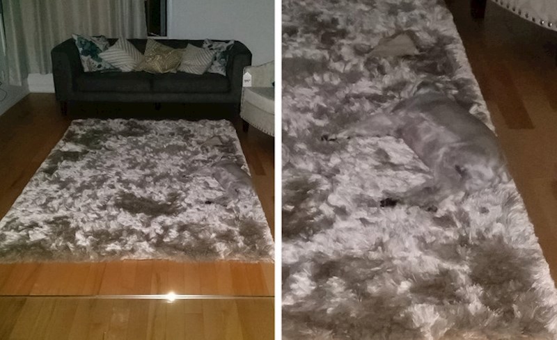 14. "Dobili smo novi tepih, ali izgubili psa!"