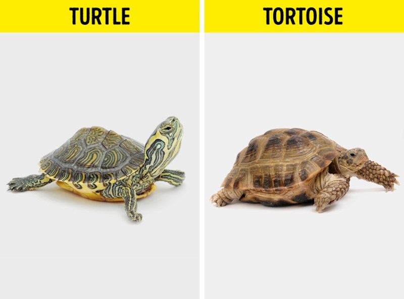 3. Barska kornjača/ Kornjača čančara