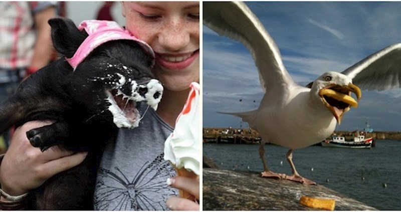 Proždrljive životinje koje su navalile na hranu kao da sutra ne postoji
