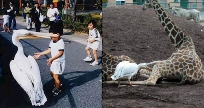 15 smiješnih fotki nakon kojih bi se mogli početi bojati pelikana