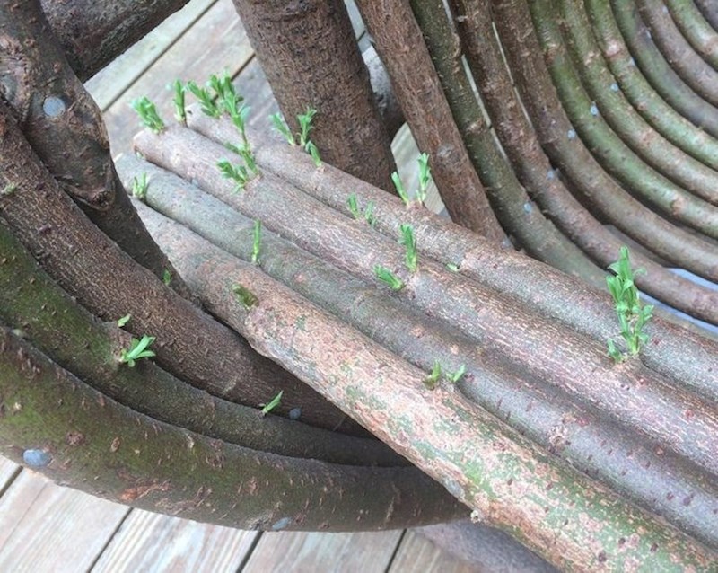 16. Biljke su počele rasti iz vrtne klupice koju je postavio moj tata