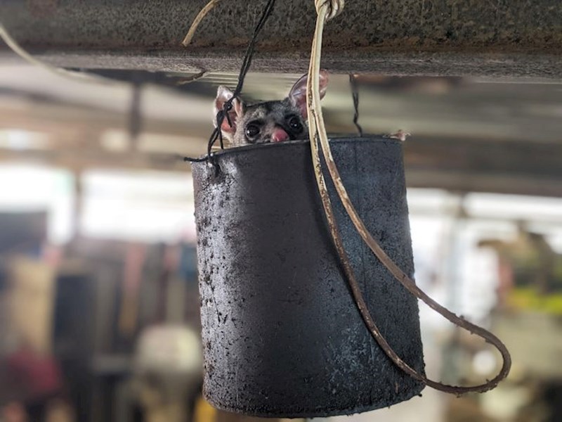 17. "Pogledajte koga sam pronašao u svom podrumu!"😍