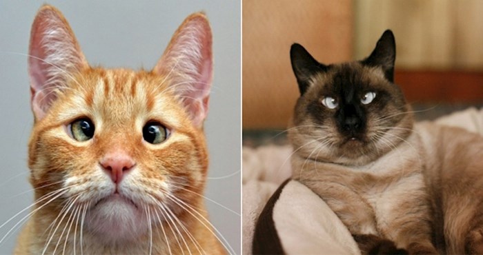 17 razrokih mačaka od čijih ćete se blesavih pogleda rastopiti