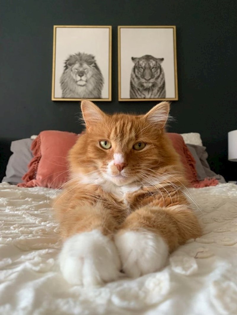 14. Moja mačka paše uz dekor