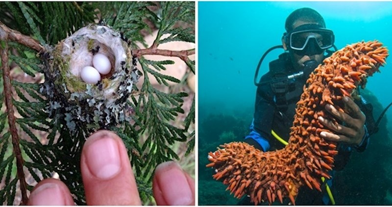 14 apsurdnih činjenica o svijetu oko nas koje će vas zapanjiti