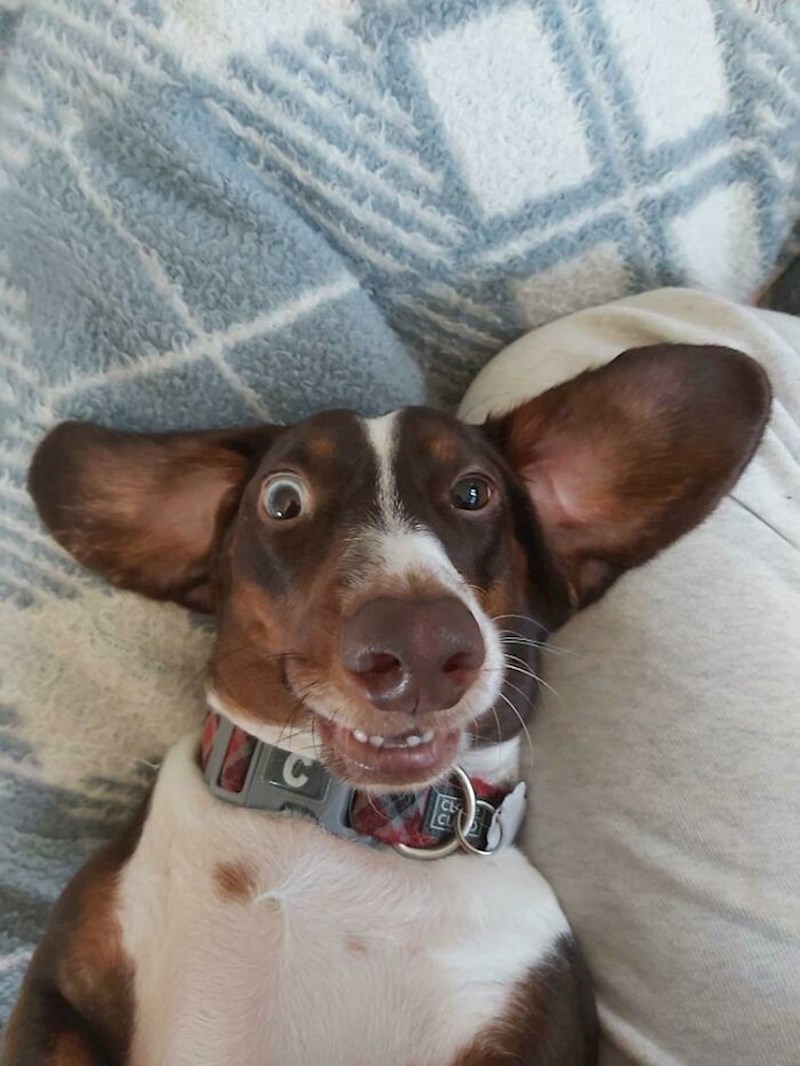 22. "Ovo je Albert. On je...drugačiji."