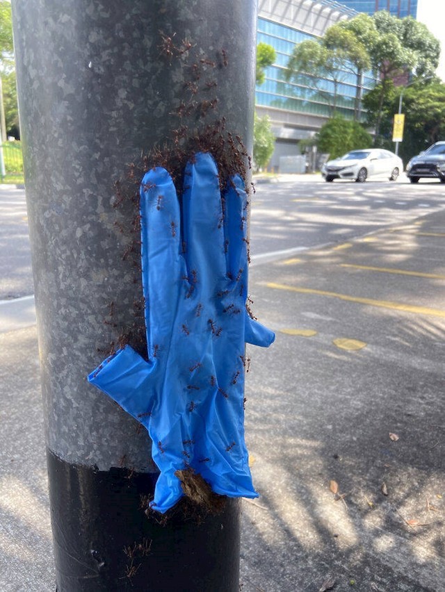 8. Mravi koji iz nekog razloga odnose plastičnu rukavicu