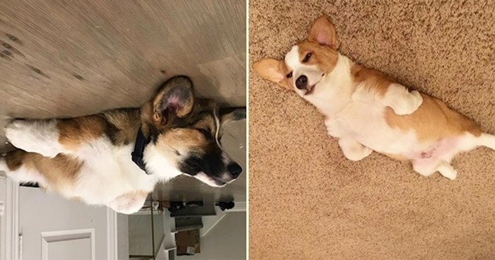 20 urnebesnih fotki psića koji su naučili kako levitirati