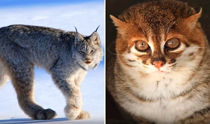 VIDEO 10 rijetkih divljih mačaka koje izgledaju kao iz crtića
