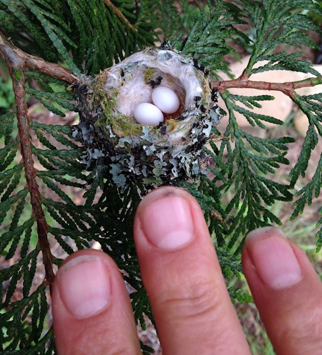 1. Jaja kolibrića su otprilike veličine bijelog graha.