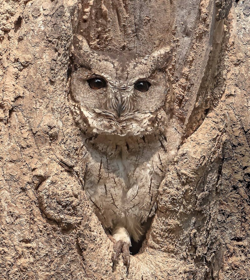 1. Sova se potpuno sljubila s drvetom