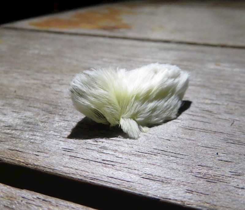 Dlakava gusjenica koja podsjeća na zamorca.