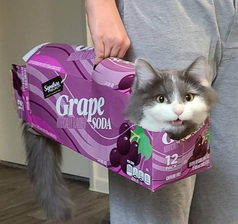 4. Nema šanse da izađe iz kutije 😂