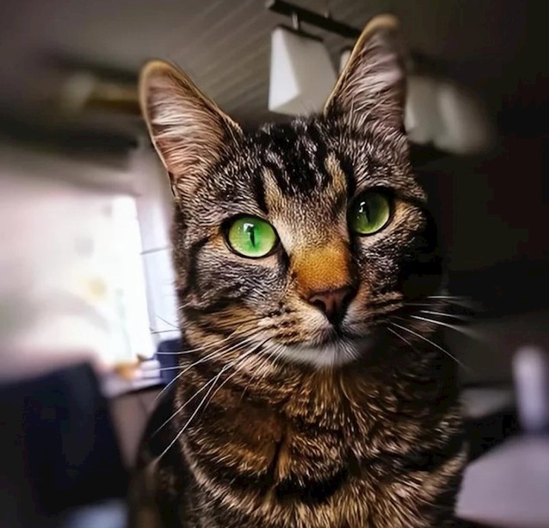 13. Maca ima prekrasne zelene oči