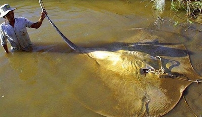 14. Slatkovodne divovske raže mogu postati zbilja ogromne!