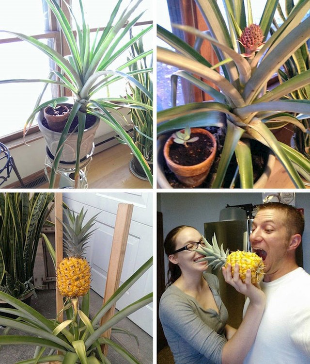 7. "Kad sam prije tri godine počeo uzgajati ananas u stanu rekli su mi da sam lud. Tko se zadnji smije, naslađe se smije!"