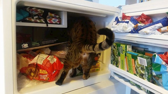 7. Naša mačka naučila je kako otvoriti frižider i zamrzivač i sad se sama poslužuje kad god želi