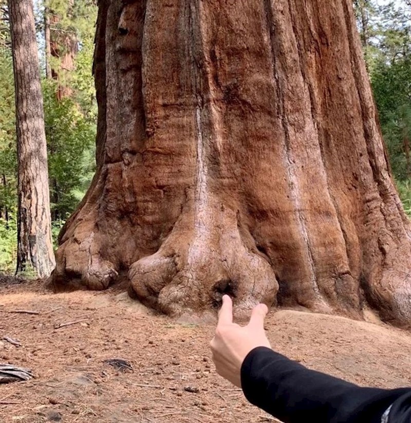 15. Drvo koje ima nos.