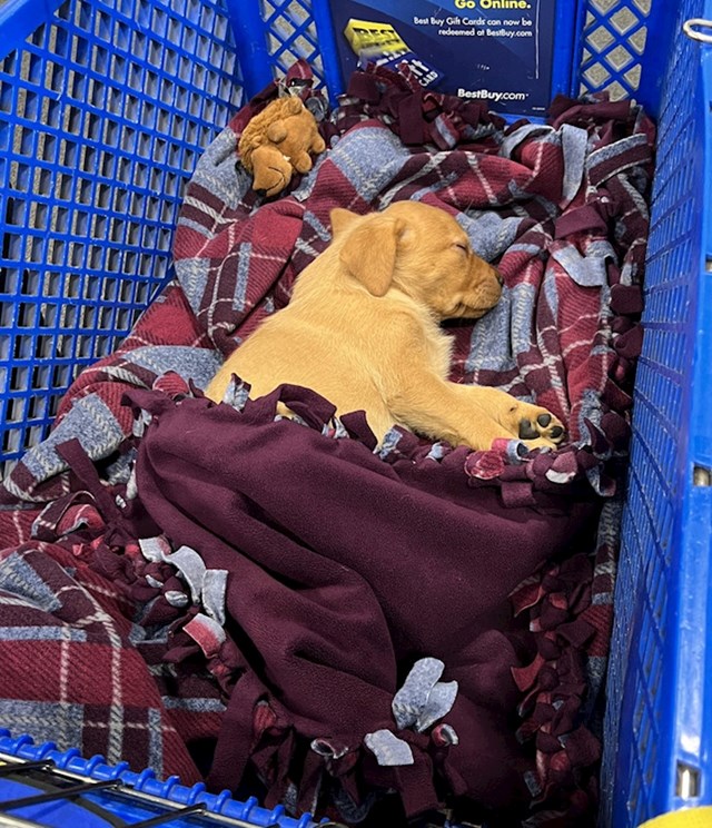 4. U supermarketu sam ugledala psića koji spava u kolicima za kupovinu