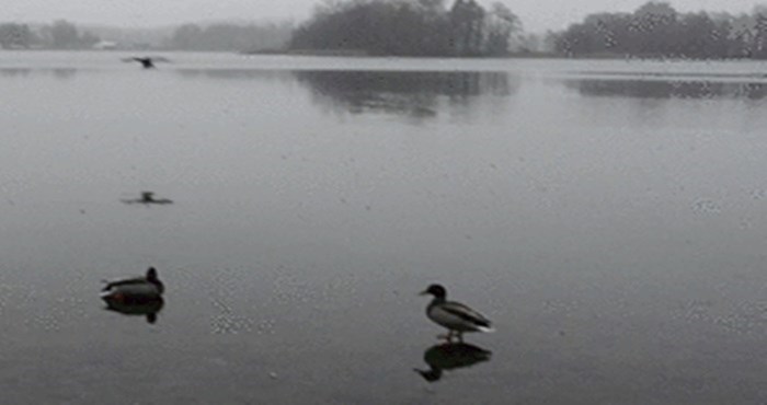 Urnebesno slijetanje patke na zaleđeno jezero jednostavno morate vidjeti