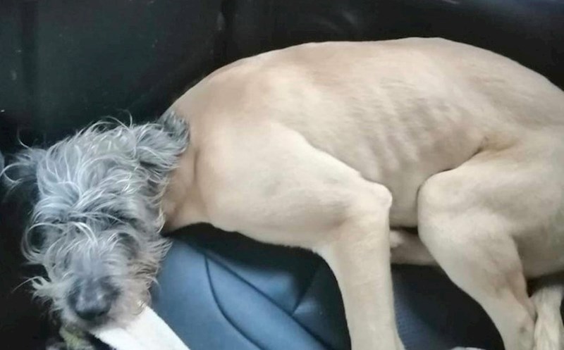 1. Glava i tijelo ovog psa baš si i ne pašu...🧐