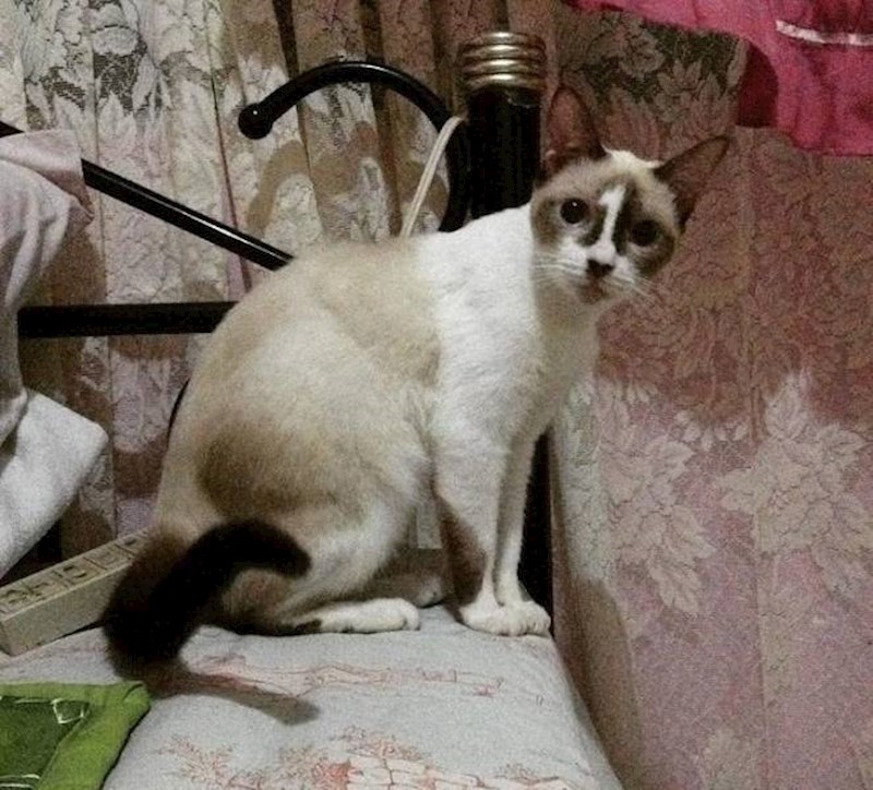 6. Mačka moga prijatelja posred lica ima broj 1