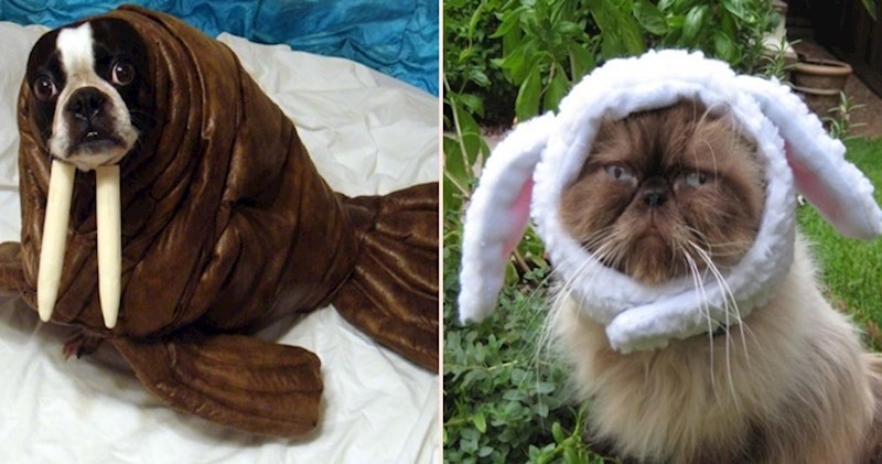 20 kućnih ljubimaca koji zaslužuju ispriku od svojih vlasnika