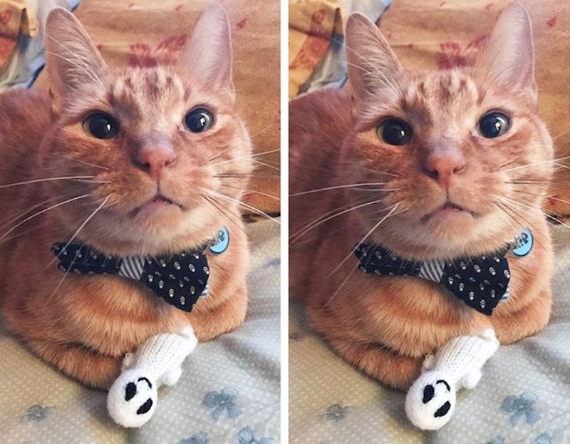 12. 13-godišnji mačor i njegova omiljena igračkica