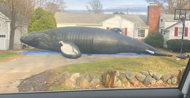5. "Moji susjedi u dvorištu imaju golemog plastičnog kita."