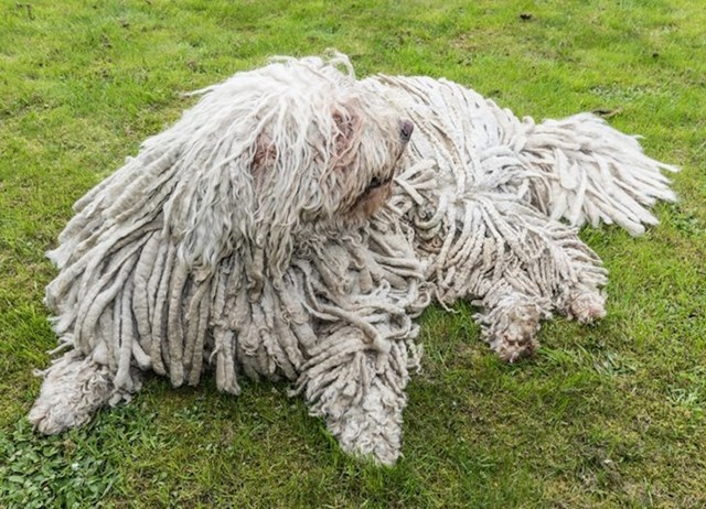 Ako ste mislili da je netko ostavio tepih na livadi - to je samo pas.