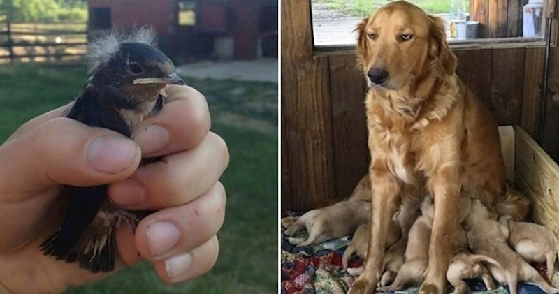 17 simpatičnih fotki životinja koje će vam izmamiti osmjeh na lice