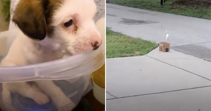 VIDEO pronašli su malenog psića u kutiji nasred ceste, njegova priča je dirljiva