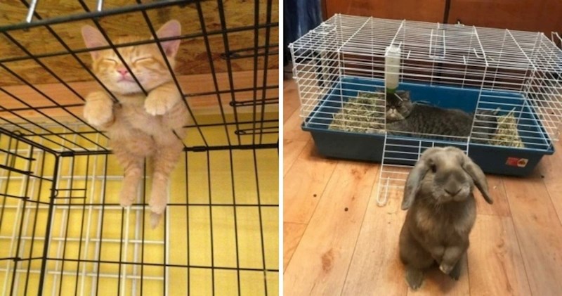 Presmiješne fotke mačaka koje spavaju svugdje umjesto na svojem krevetiću