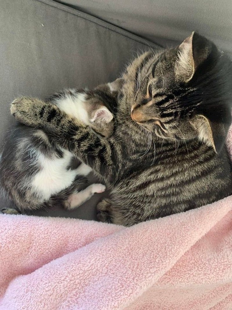 13. Moja maca ima jake majčinske instinkte i brine se za svakog mačića kojeg upozna.