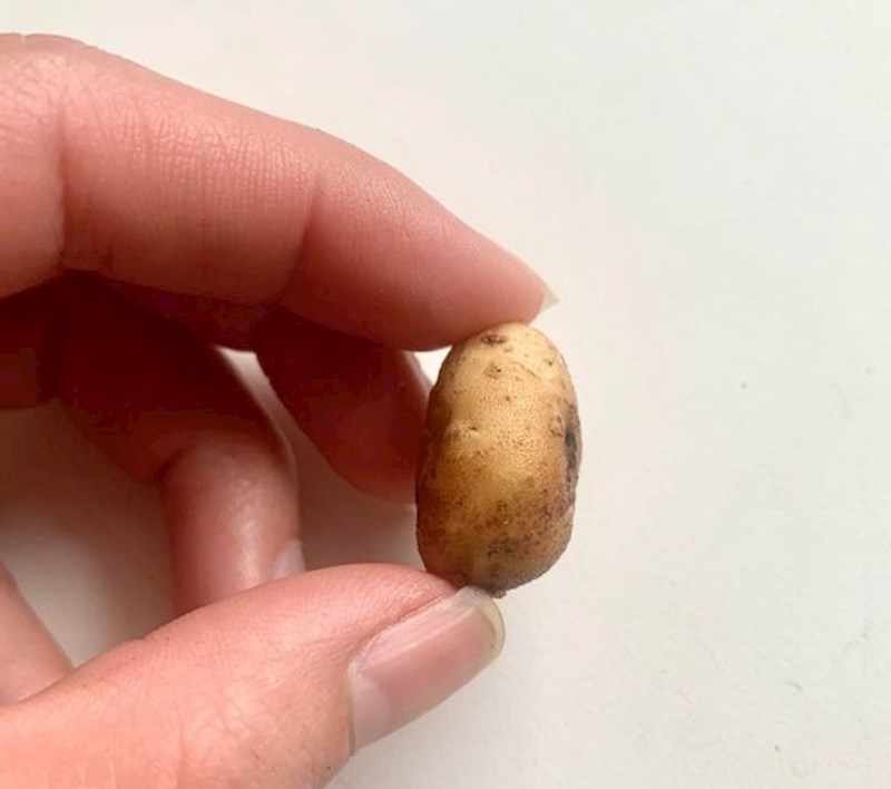 17. Zasadila sam krumpire i ovo je najbolje što mi je moj vrt vratio...