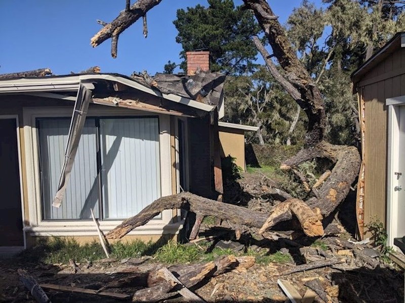 14. "Trulo drvo jutros se prepolovilo i palo na moju kuću. A kakav je vaš dan?"