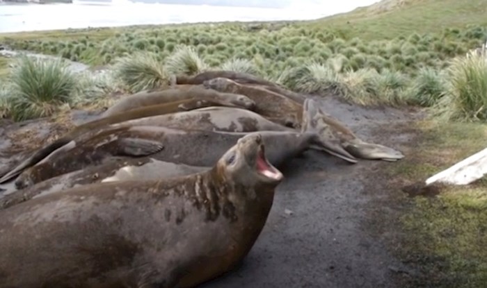 VIDEO Morate čuti kako se urnebesno glasa ovaj tuljan