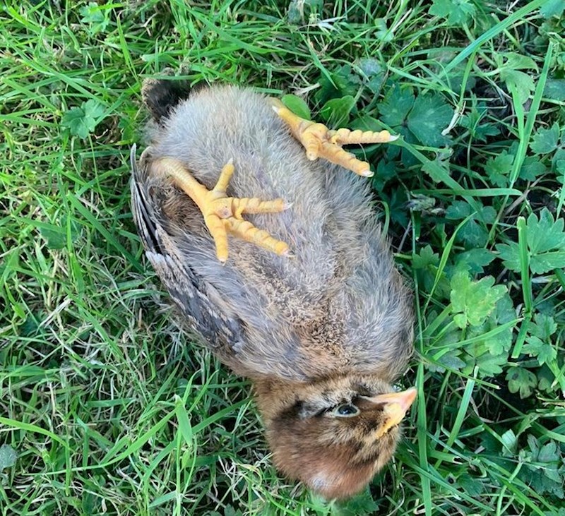 6. Moj nespretni pilić