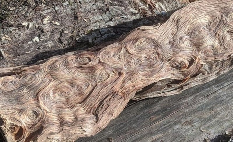 14.  Panj koji podsjeća na Van Goghovu sliku Zvjezdana noć.