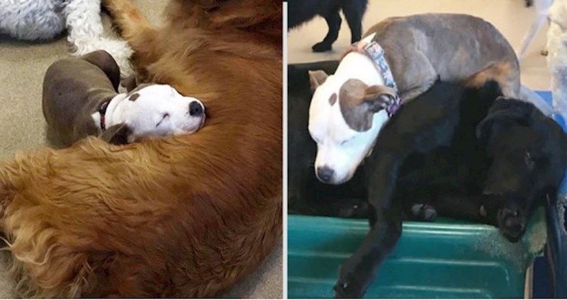 Upoznajte Ednu, preslatku kujicu koja obožava drijemati na čupavim psima