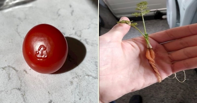 15 fotki običnih stvari u do sad neviđenom izdanju