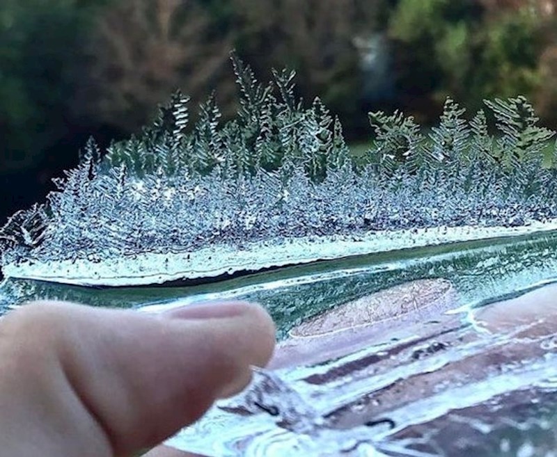 8. Zamrznute biljke.