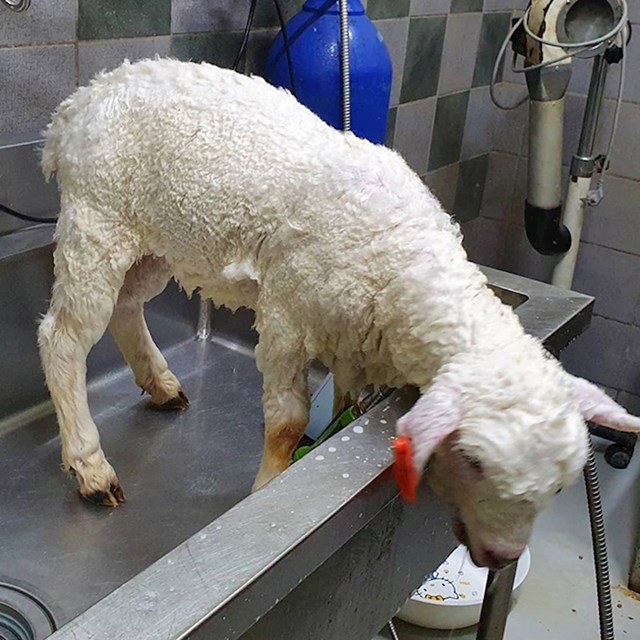 Ovce koje žive u kafiću uvijek su čiste i lepršave vune jer ih se redovno njeguje.