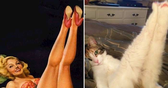 20 mačaka koje poziraju bolje od pin-up modela