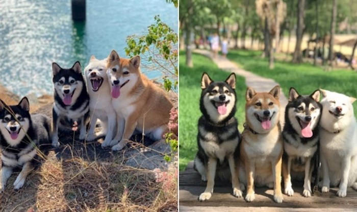 Shiba Inu Hina postala je viralni hit jer upropasti baš svaku grupnu fotku