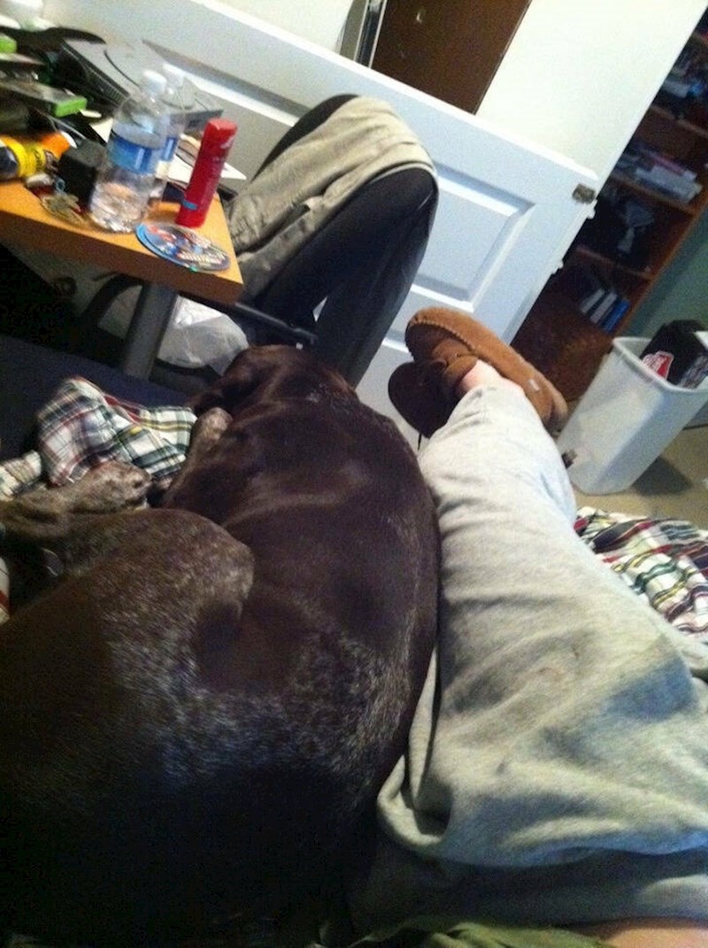 13. "Prvi put da je legao pored mene 3 mjeseca nakon što sam ga udomio. Nikad se ne želim maknuti!"