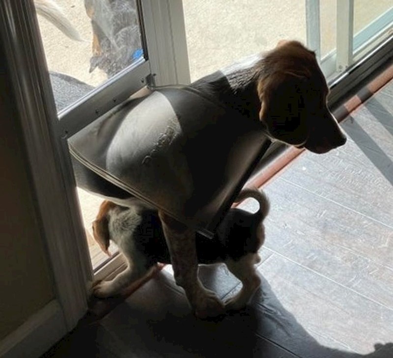 5. Veliki braco uvijek pomaže manjem da sigurno prođe kroz ovaj prozorčić