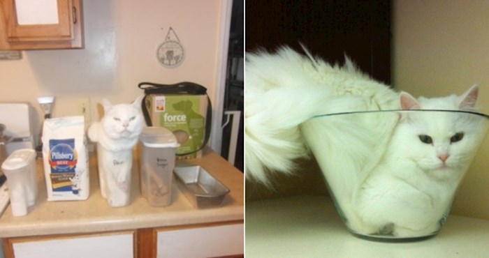 19 smiješnih fotki na kojima se vidi da se mačke mogu udobno smjestiti gdje god požele