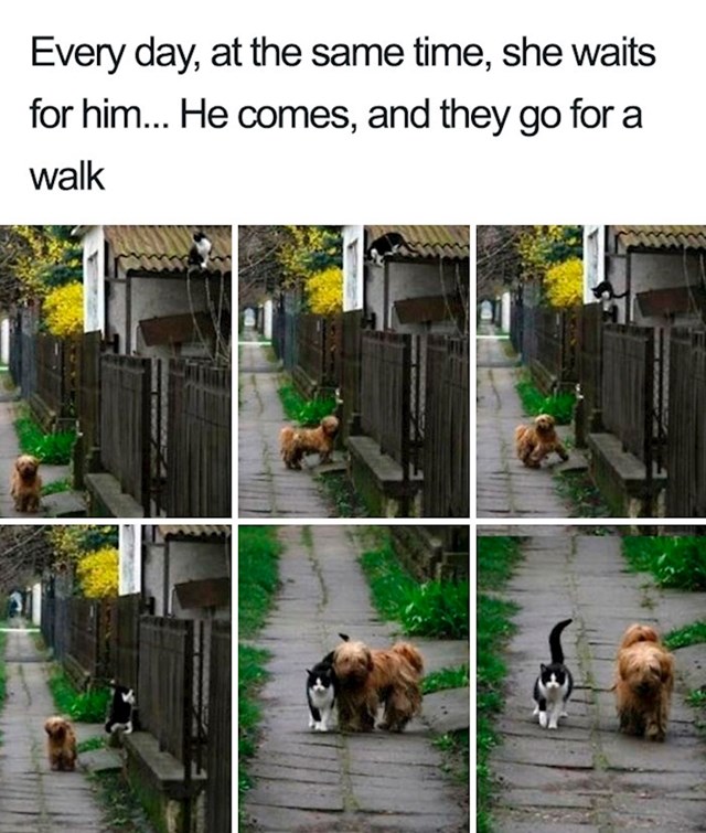 1. Prijateljstvo mačke i psa